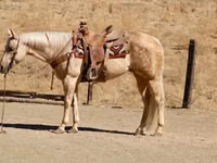 Farasi jike, Quarter Horse — picha 3