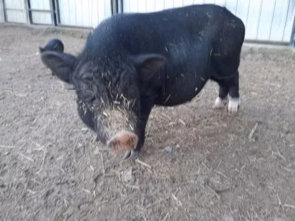 母猪, 