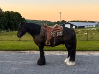 حصان, Gypsy horse — الصورة 1
