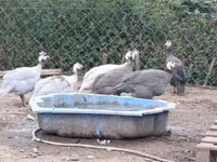 Guinea fowl — Foto 2