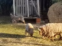 公羊, Baerchuke sheep — 照片 1