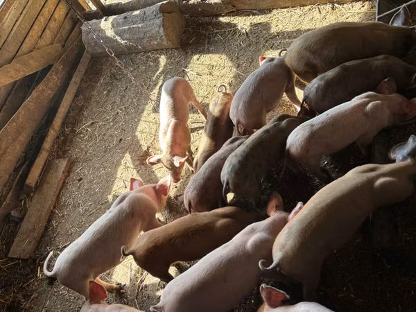 Nguruwe dume, Nguruwe