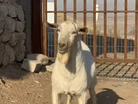 تيس, Saanen goat — الصورة 1