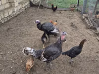 Turkeys — 照片 4