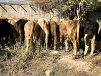 Bulle, Swiss cattle — Foto 4
