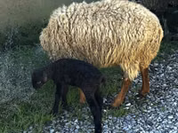 Widder, Schafe — Foto 7