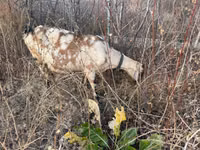 Ziege, Nubian Goat — Foto 1