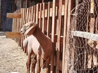 Dume la kondoo, Rhon sheep — picha 1