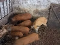 नर सूअर — फ़ोटो 1