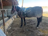 Hengst, Karabakh horse — Foto 1