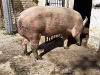 Boar, Pigs — photo 2