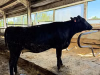 Cow, Holstein breed — photo 1