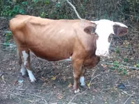 Bulle, French Simmental cattle — Foto 7