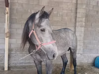 Farasi dume, Kustanai horse — picha 2