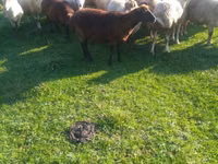 Schaf, Schafe — Foto 1