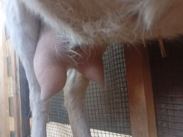Mbuzi jike, Saanen goat