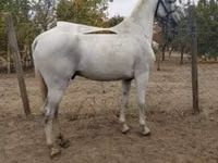 公马, Lipizzaner — 照片 1