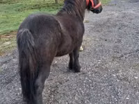 Horse (M), Horses — photo 6