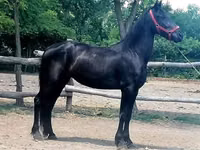 Farasi jike, Friesian — picha 5