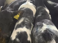 Rinder (Partie, Geschlecht nicht angegeben), Simmental cattle — Foto 3