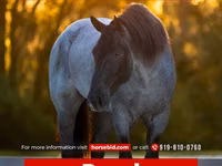 公马, Percheron — 照片 1