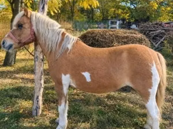 Farasi jike, Shetland Pony