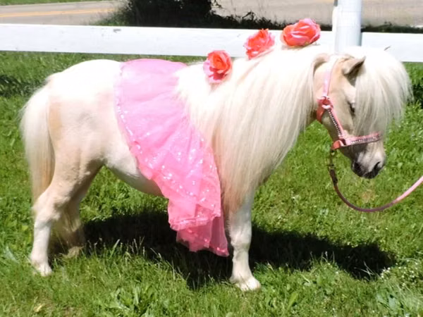 घोड़ी, Palomino