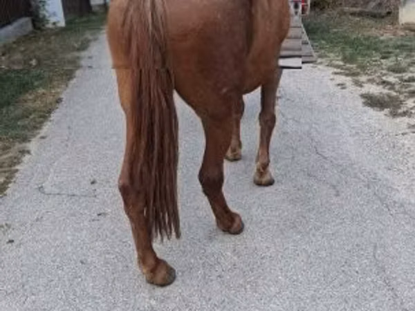 Yegua, Caballos