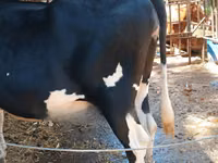 Ng'ombe jike, Banda la Holstein — picha 3