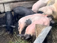 Sow, Pigs — photo 2