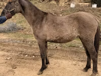 Farasi jike, Rocky Mountain Horse — picha 6