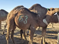 Kamel, Arvana camel — Foto 2