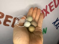 Quails — picha 1