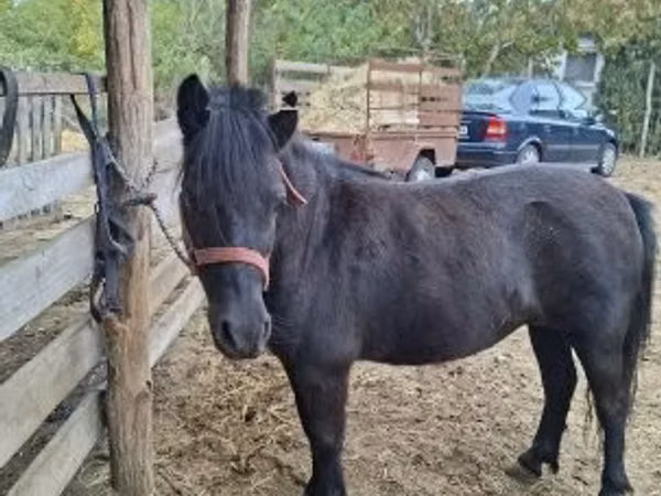 Mare, Horses
