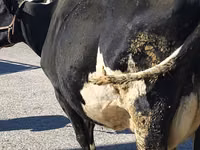 Ng'ombe jike, Banda la Holstein — picha 4