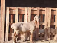 公羊, Rhon sheep — 照片 4