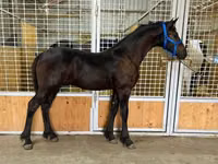 Caballo, Dutch warmblood horse — foto 3