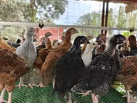 Chickens — picha 7