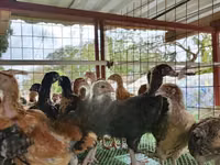 Chickens — picha 5