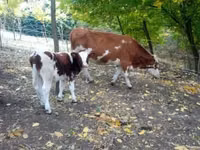 Bulle, French Simmental cattle — Foto 1