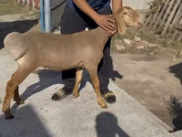 Schaf, Karakul sheep — Foto 1