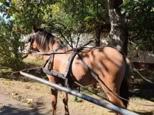 Caballo, Fjогd