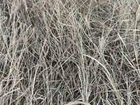 Boma Rhodes Hay - Very Clean and Fresh — 照片 5