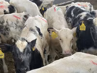 मवेशी (लॉट, लिंग निर्दिष्ट नहीं), Simmental cattle — फ़ोटो 4