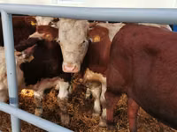 Bovinos (lote, sexo no especificado), Simmental cattle — foto 2