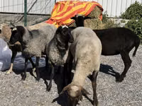 نعجة, Hissar sheep — الصورة 1