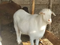 बकरी, Saanen goat — फ़ोटो 2