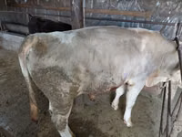 Toro, Vaca roja sin cuernos — foto 4