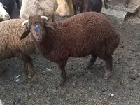 Schafe (Partie, Geschlecht nicht angegeben), Red Karaman sheep — Foto 2