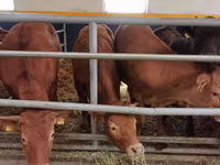 Ng'ombe dume, Ng'ombe wa Limousin — picha 4